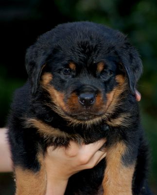 cuccioli rottweiler