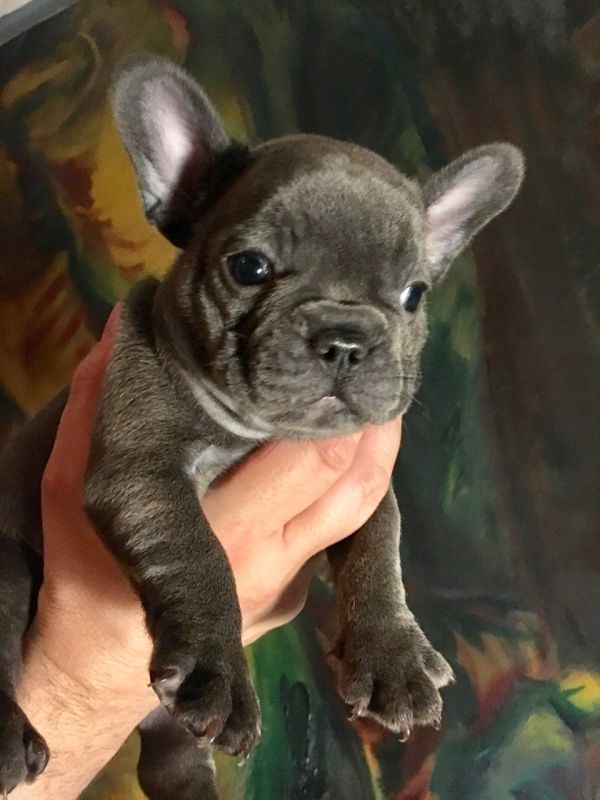 French Bulldogs