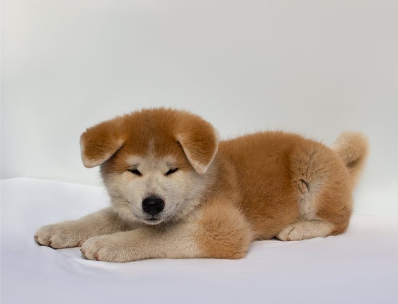 Regalo Cucciolo di Akita inu in pronta consegna