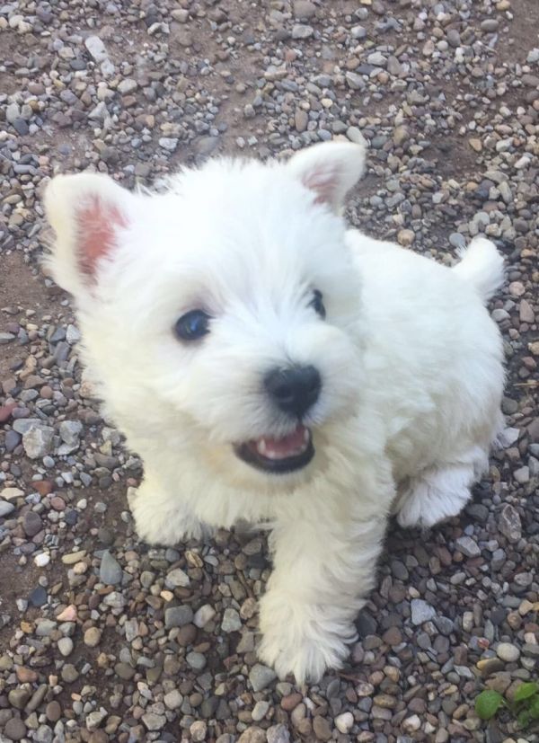   Cuccioli di West highland per adozione ( maschio e femmina )