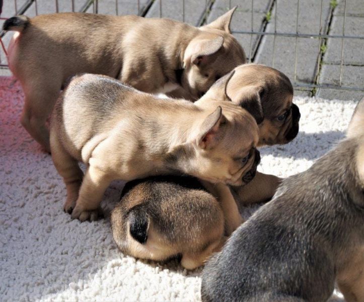  cuccioli di Bulldog Francese  ( Gratis )