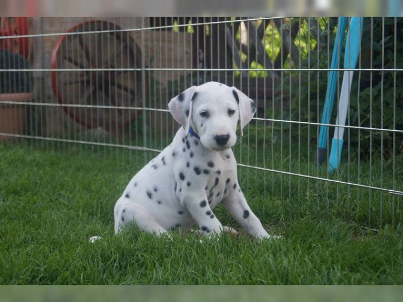 Voglio ri-casa il mio cucciolo di dalmata  di pura razza 