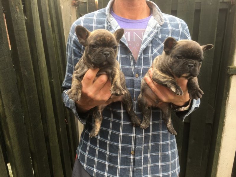 REGALO Cuccioli di Bulldog Francese