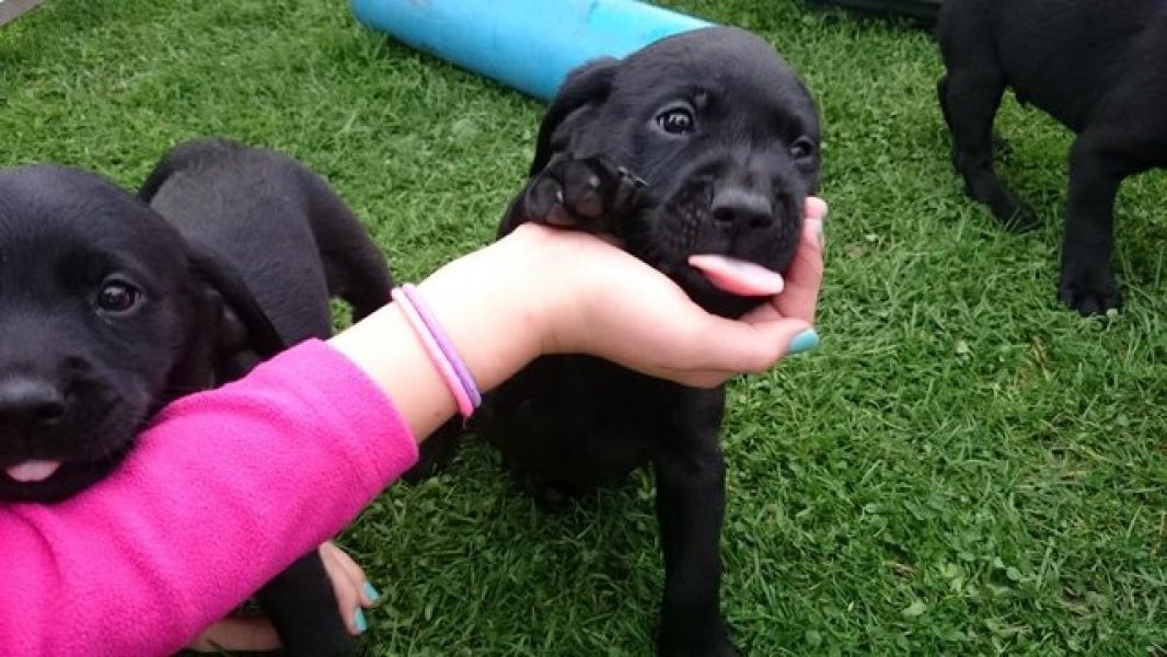   cuccioli di labrador  per adozione ( regalo  )