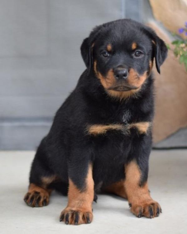 REGALO Cuccioli di rottweiler 1 femmine e un maschietto. i cuccioli sono gia disponibili e verranno 
