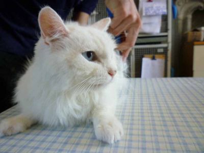 Perla micia adulta manto bianco pelo semilungo