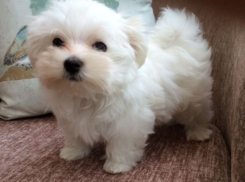 Molto bella e sani cuccioli di micro maltese per adozione maschi e femmine disponibili (gratis)
