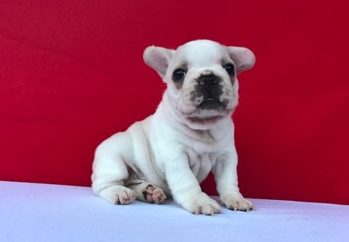  Maschio e femmina adorabile bulldog francese  cuccioli disponibili per l'adozione