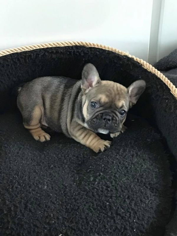 Adorabili cuccioli di Bulldog Francese femminucce e maschietti disponibili per l'adozione