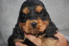 Adorabili cuccioli di cocker spaniel femminucce e maschietti disponibili per l'adozione gratuita i c