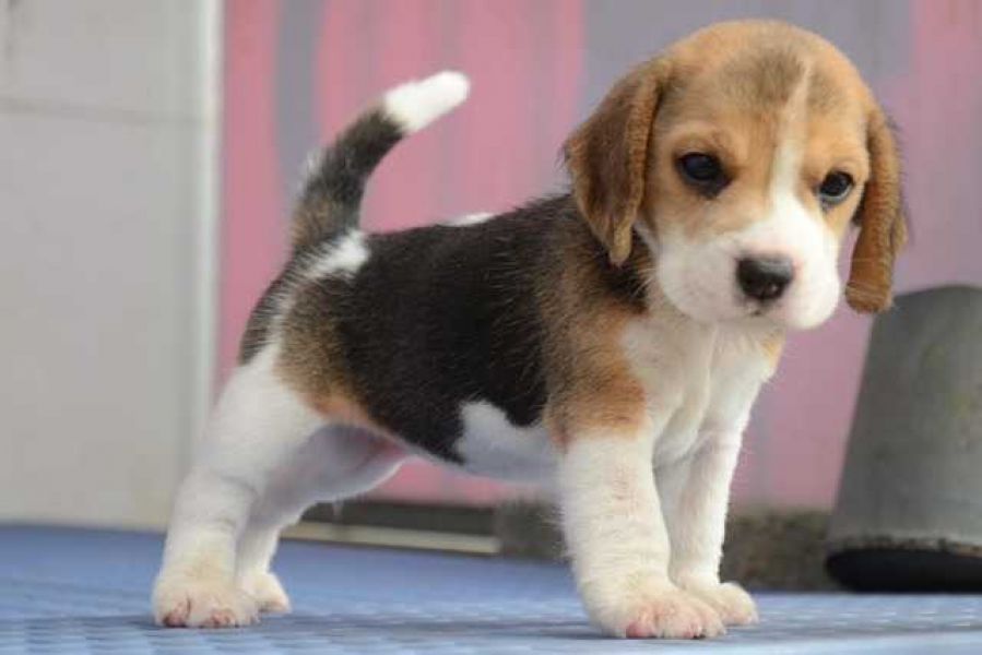 Bellissimi cuccioli Beagle in Regalo 