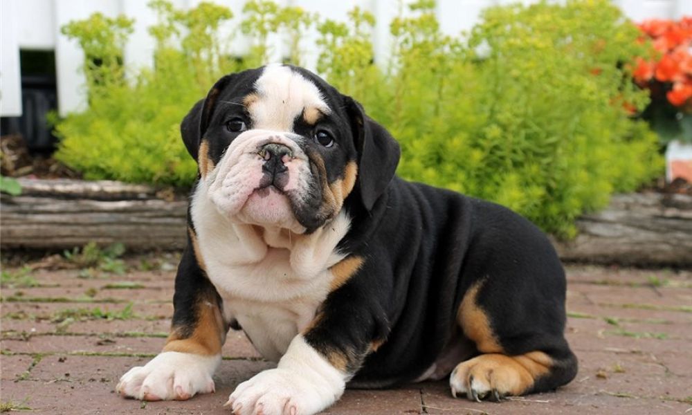 Regalo cuccioli di bulldog inglese