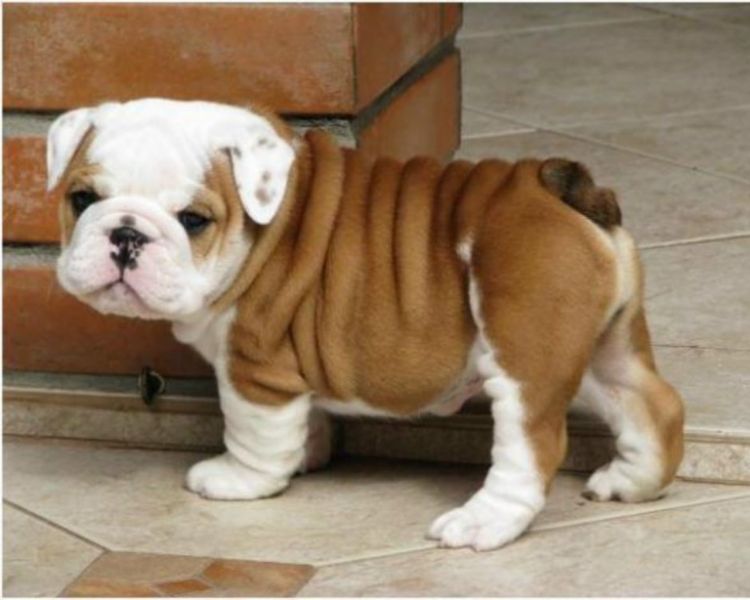 Molto bella e sani cuccioli di bulldog inglise  per adozione maschi e femmine disponibili (gratis) 