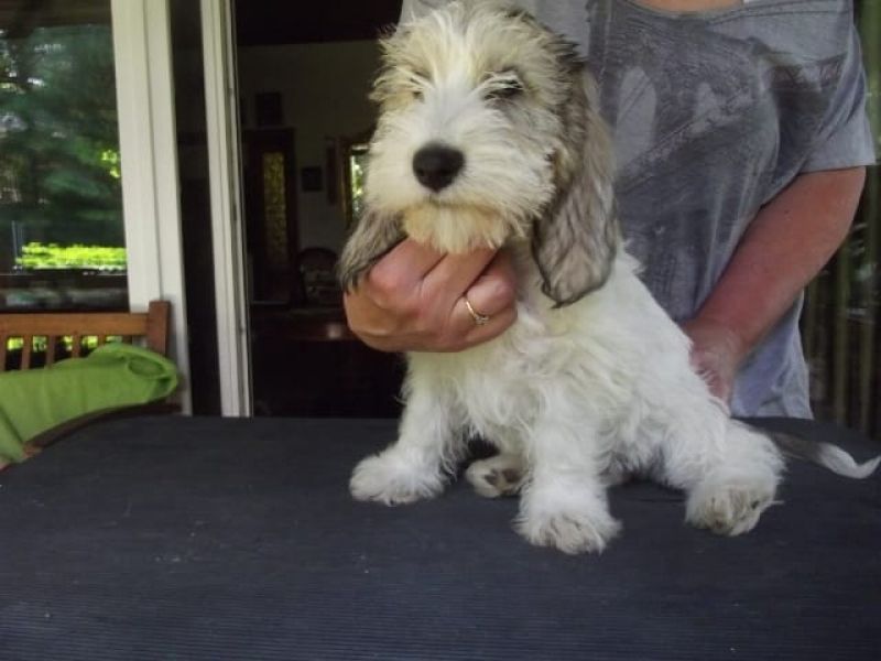 Molto bella e sani  cuccioli di Basset Hound   per adozione maschi e femmine disponibili (gratis)
