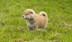 Splendide cuccioli di 60 giorni di Akita Inu