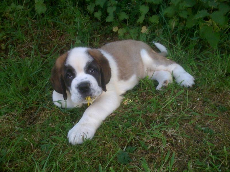 Regalo Cuccioli di San Bernardo  in pronta consegna