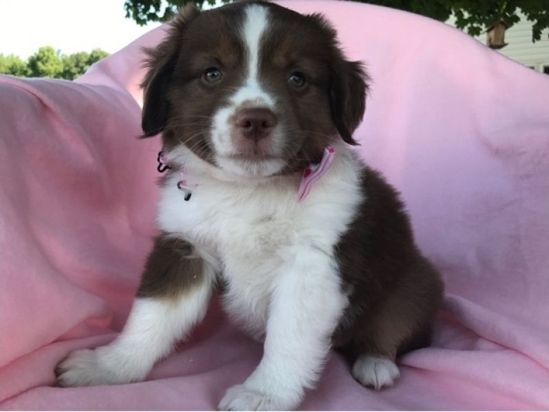  Regalo Cucciolo di Pastore australiano in pronta consegna i cuccioli verranno Dato dopo 90 giorni d