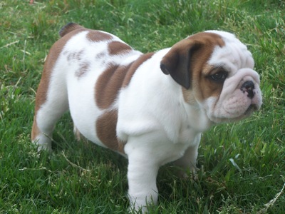Cuccioli di Bulldog Inglese 