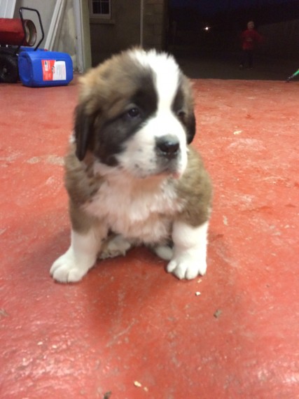  Regalo adorabili cuccioli san bernardo femminucce e maschietti disponibili