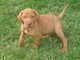 Cuccioli di Bracco ungherese - Vizsla maschi e femmine  cuccioli di Bracco ungherese - Vizsla maschi
