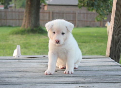 Voglio ri-casa il mio cucciolo di Akita inu  di pura razza 