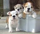 Bella e bella cuccioli di bulldog inglese per l'adozione