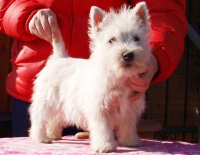 Adorabili cuccioli di West Highland femminucce e maschietti disponibili per l'adozione