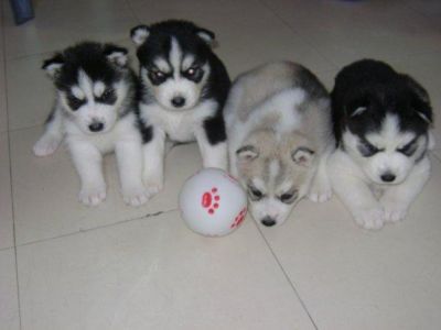 Cuccioli di siberian husky pronto per la  buona casa