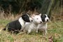 Bull terrier miniature,.