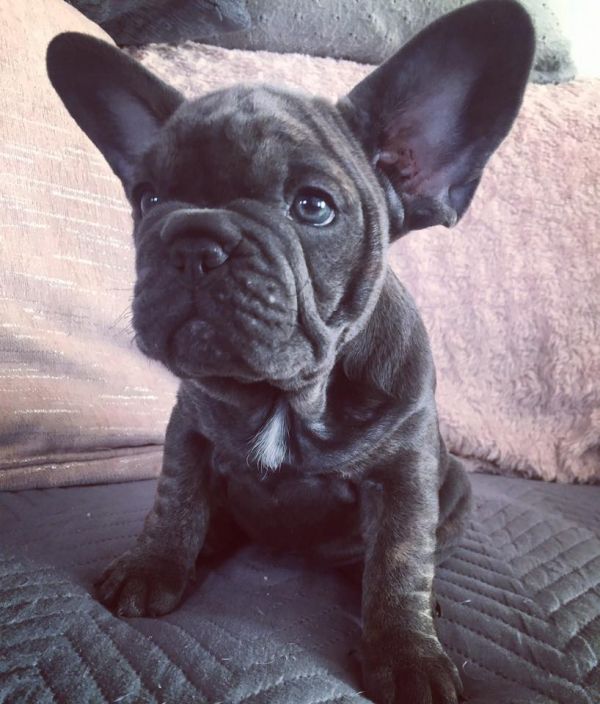 Maschio e femmina adorabile bulldog francese  cuccioli disponibili per l'adozione