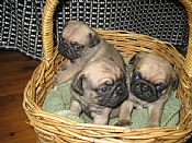 cuccioli di carlino disponibili