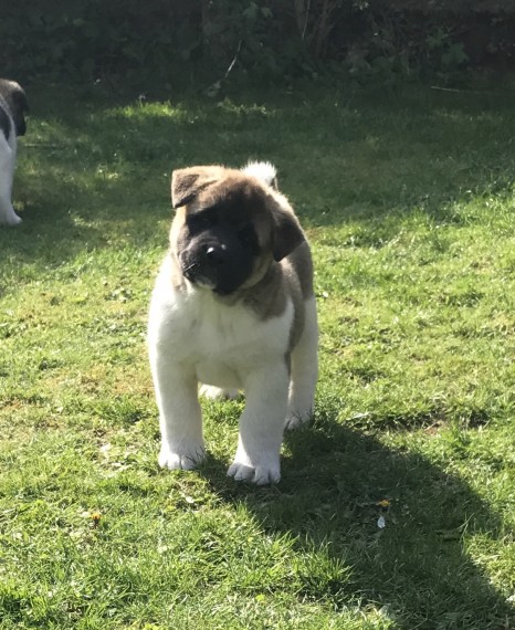 Regalo akita inu Disponibili