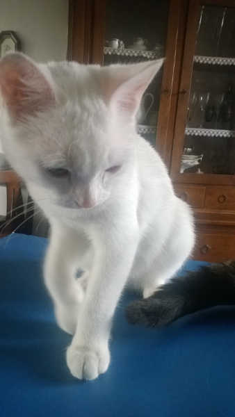 Pepe micio cucciolo da adottare