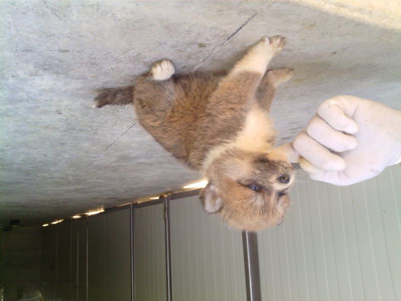 Cuccioli di akita inu 