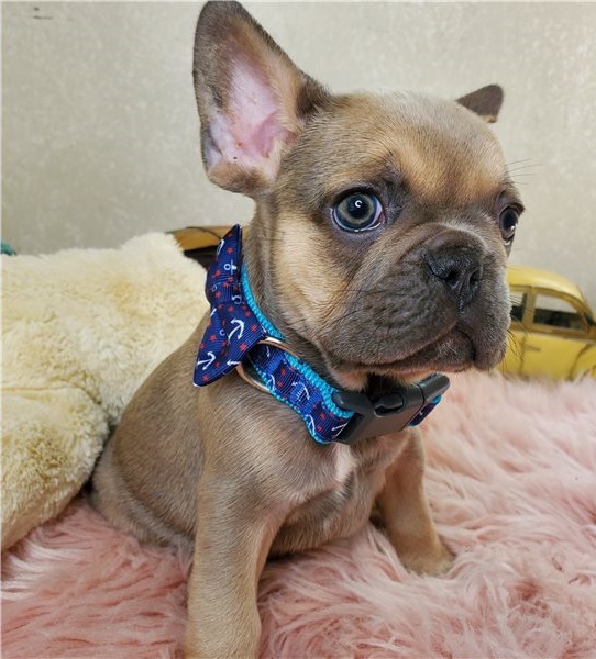 Bulldog Francese cuccioli