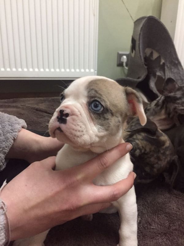 Adorabili cuccioli di Bulldog Francese femminucce e maschietti disponibili per l'adozione gratuita