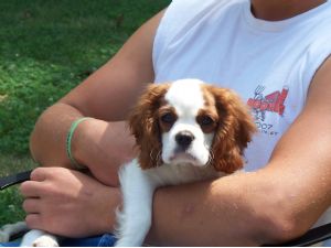 Adorali cuccioli di cavalier king femminucce e maschietti disponibili