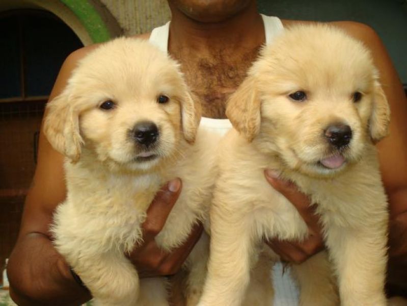 Cuccioli di golden retriever  per adozione ( regalo  )