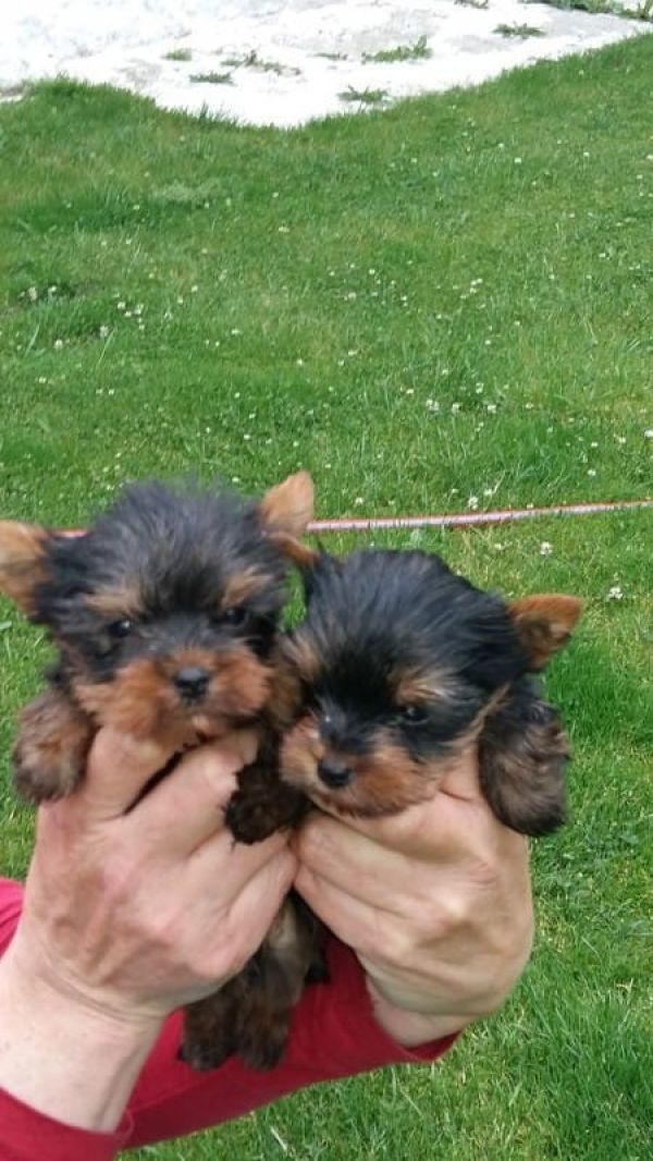   cuccioli di YORKSHIRE  per adozione ( regalo  )