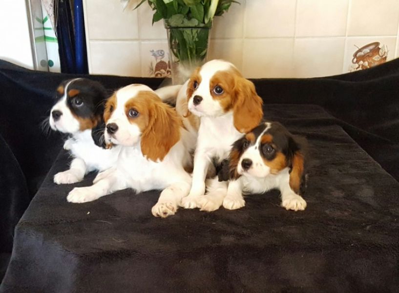 Regalo Cavalier King Disponiamo di una cucciolata di Cavalier King, i cuccioli verranno Dato dopo 90