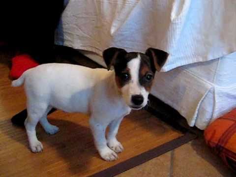 REGALO JACK RUSSEL CUCCIOLI (PEDIGREE)  adorabile maschio e femmina jack russel cuccioli disponibil