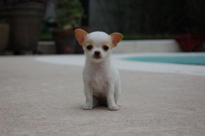 splendida mini Chihuahua cuccioli per l'adozione