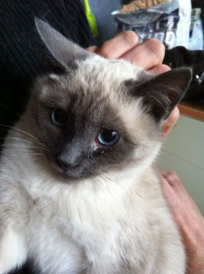 Han Solo miciotto Siamese