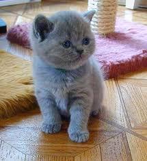 Regalo Cuccioli di Exotic shorthair