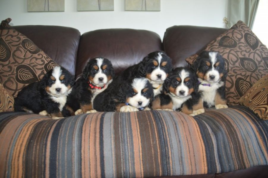 Cuccioli bovaro del bernese in Regalo