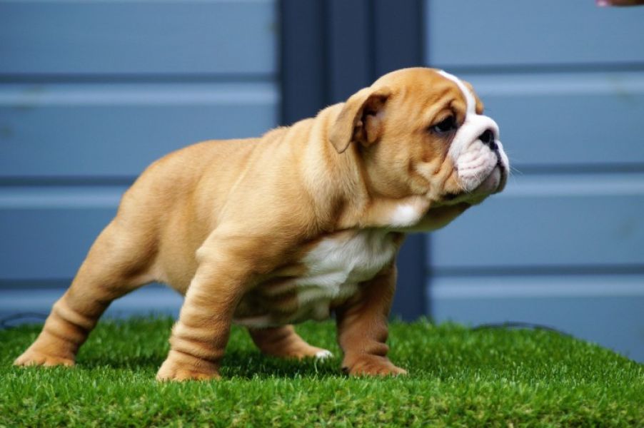 Regalo cuccioli di bulldog inglese disponiamo di una cucciolata di bulldog inglesi,con microchip,2 v