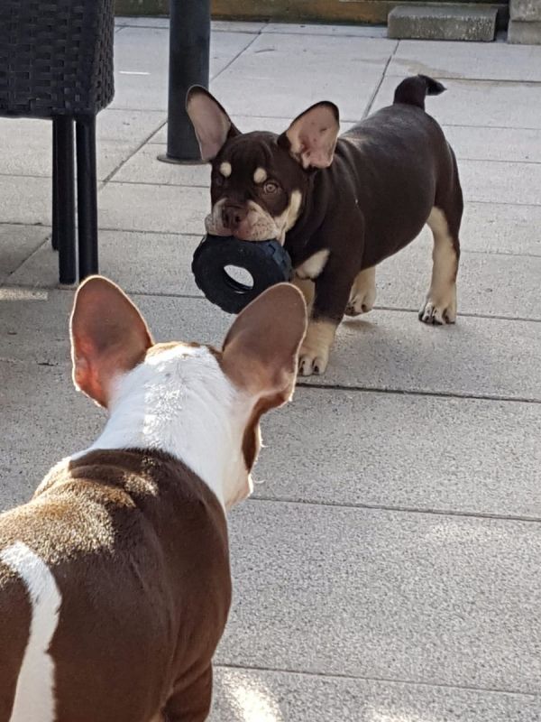  cuccioli di razza bulldog francese per adozione 