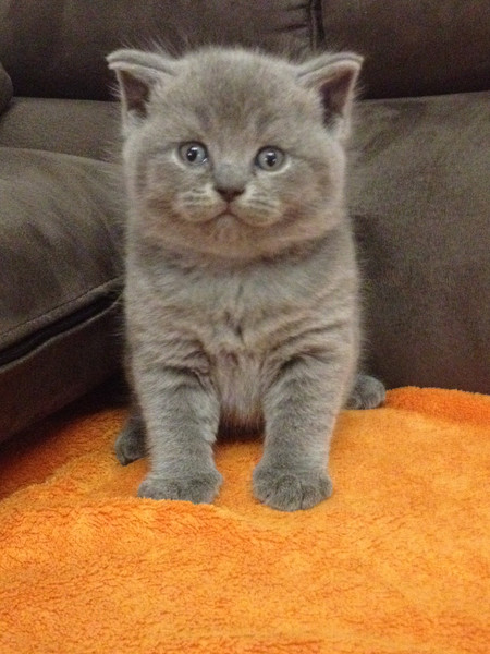  GATTINI BRITISH SHORTHAIR, PEDIGREE (IN REGALO)   Disponibili subito bellissimi gattini british sho
