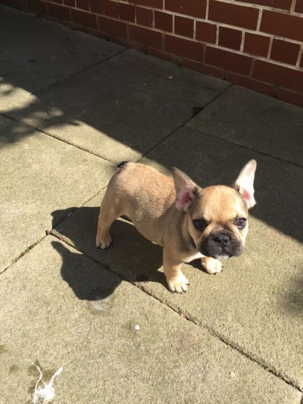 REGALO Cuccioli di Bulldog Francese