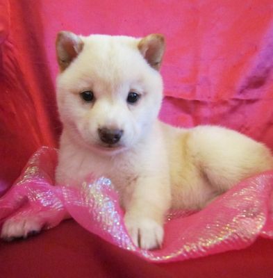 Shiba Inu cuccioli per l'adozione GRATIS